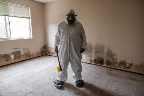 Best White Mold Remediation in Uniondale, NY