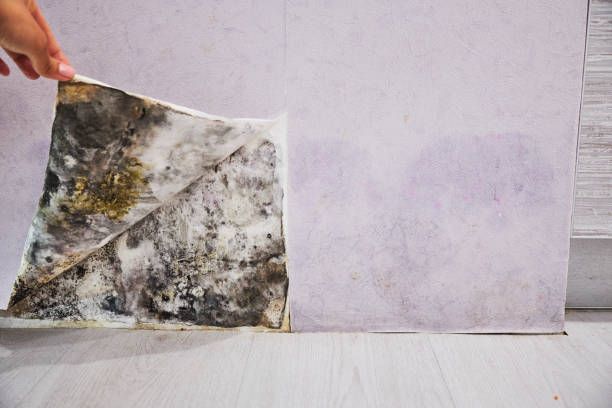 Best Insurance-Related Mold Remediation in Uniondale, NY